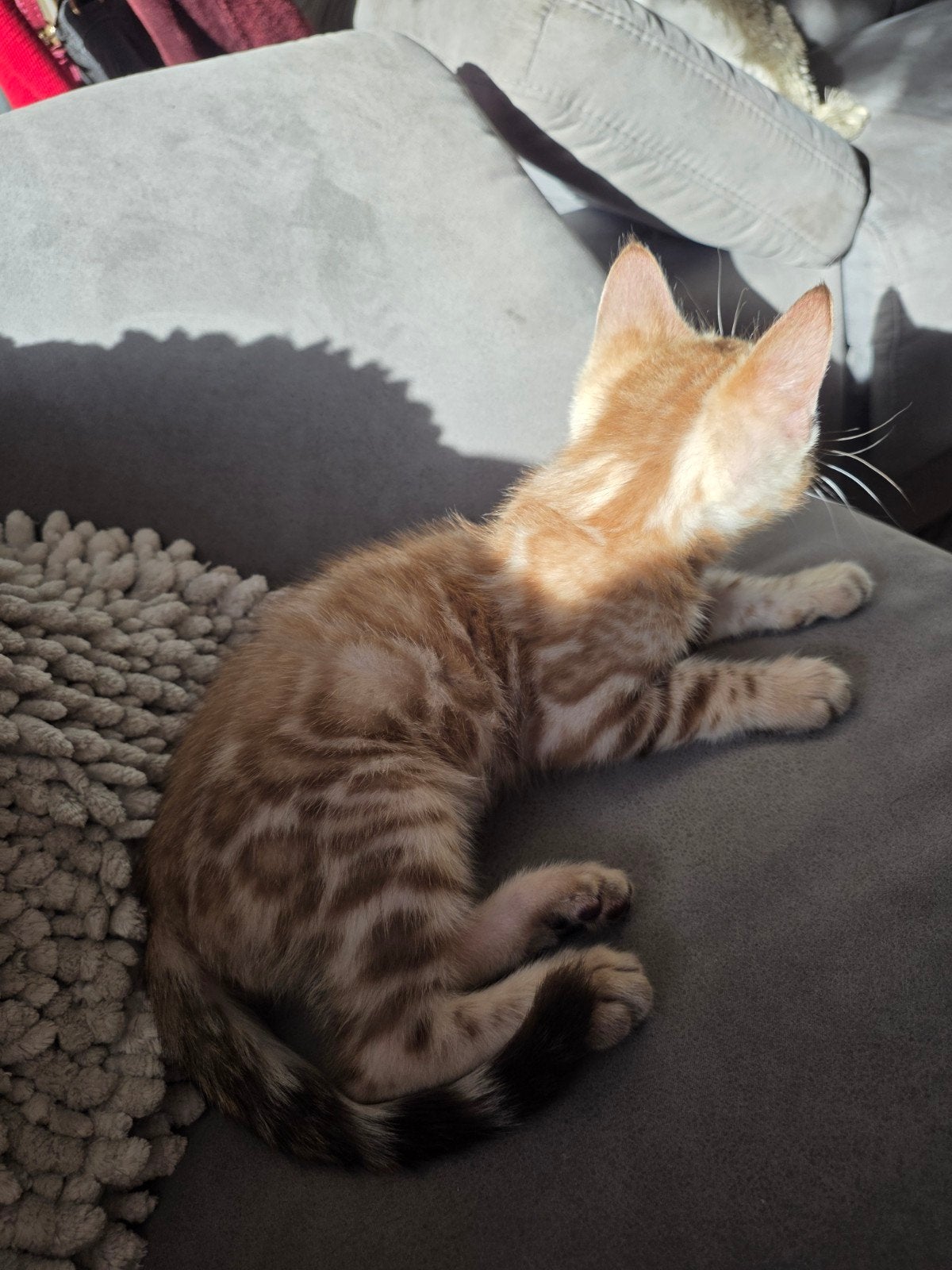 Beautiful Snow Bengal Kitten, Kater, Gechipt