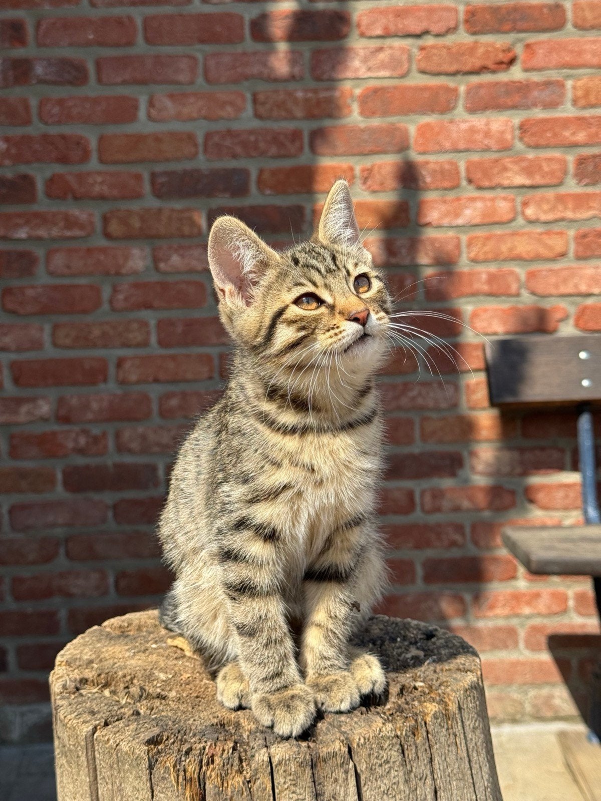 Twee Kurillian Bobtails zoeken een liefdevol tehuis., Kater, Kortharig, 0 tot 2 jaar