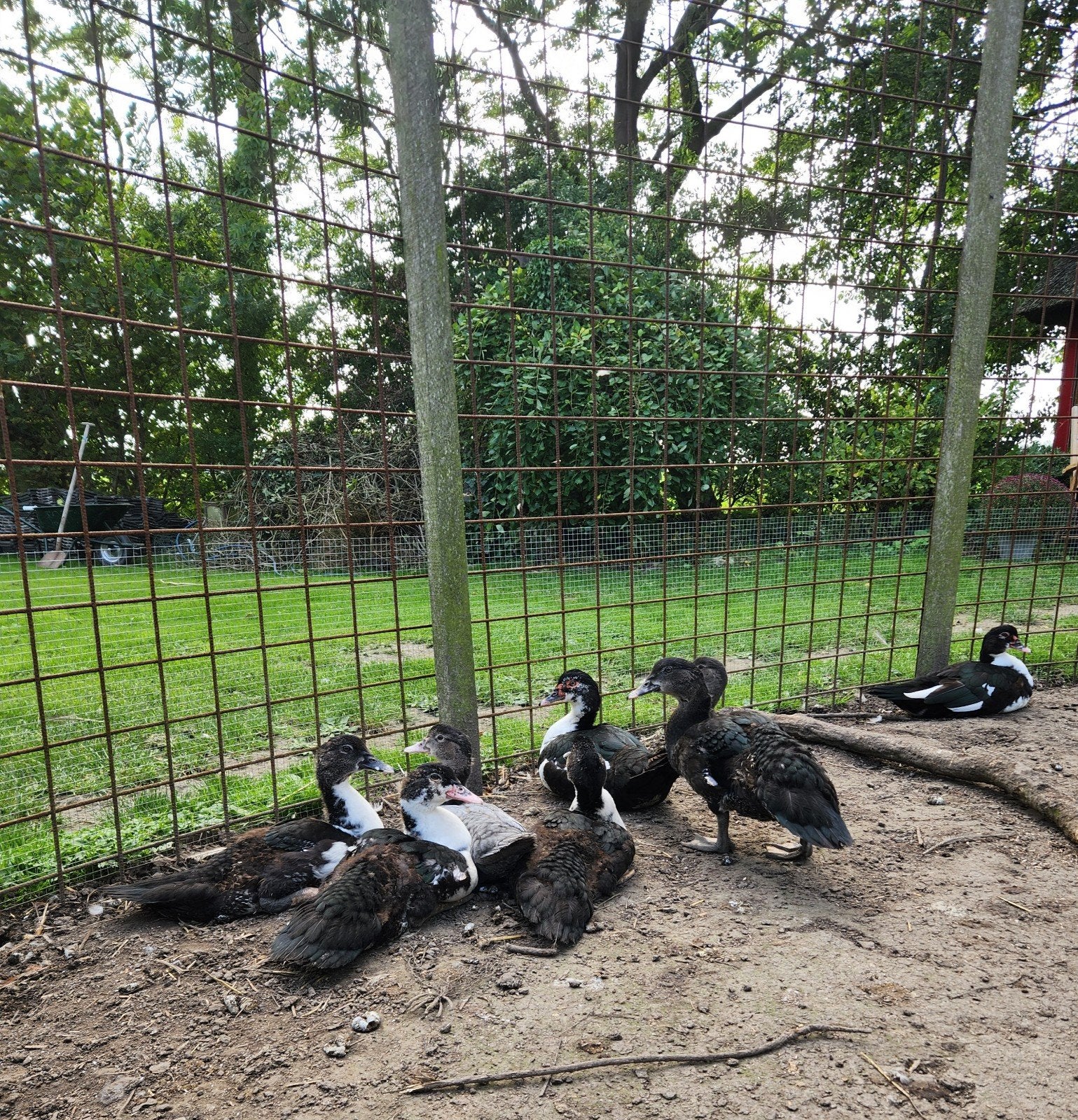 Verschillende soorten Muskuseenden, Dieren en Toebehoren, Meerdere dieren