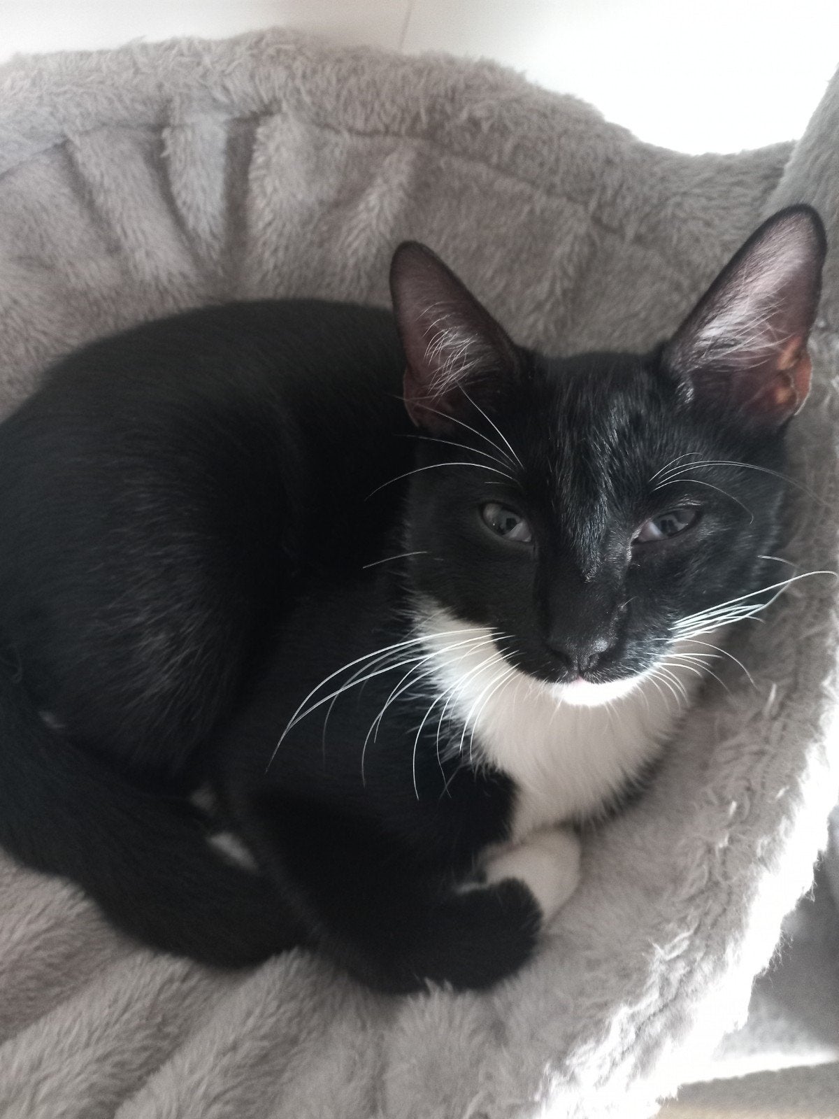 2 Speelzame, Zindelijk katertjes!, Meerdere dieren, Kortharig, 0 tot 2 jaar