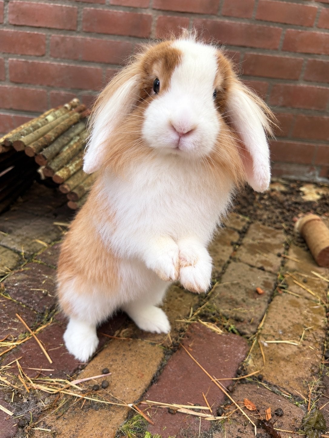 Vrouwtjes konijn, Dieren en Toebehoren, Vrouwelijk