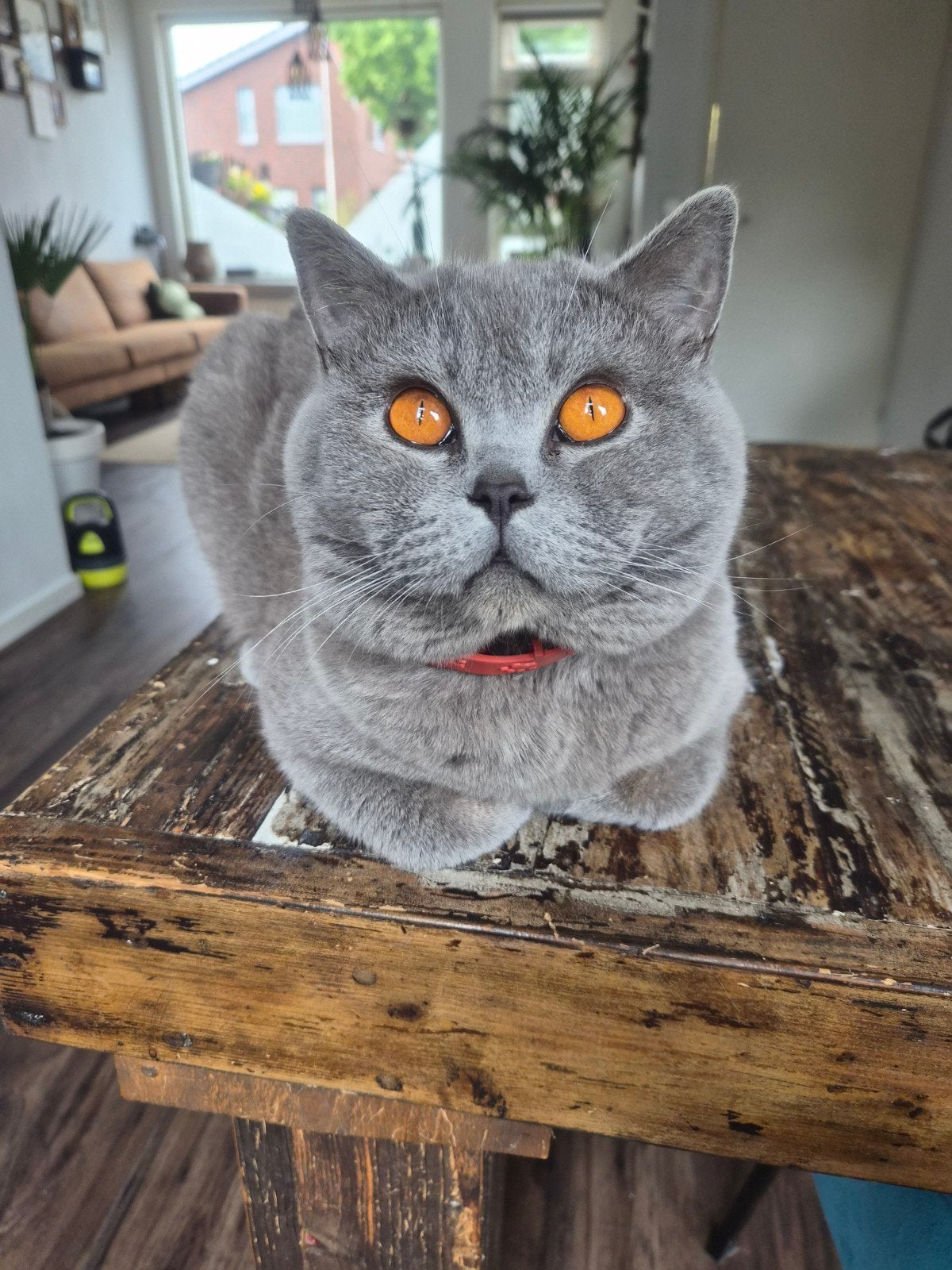 Dekkater britsekorthaar. Niet te koop.