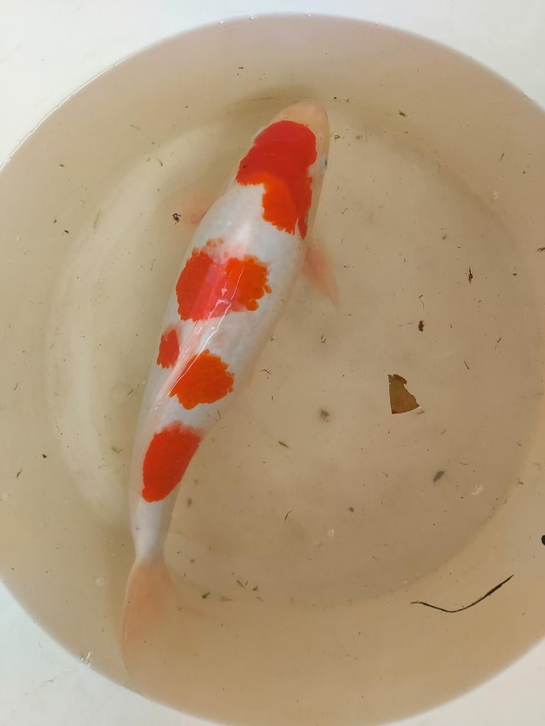 koikarpers, Karper of Koi