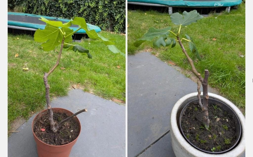 Vijgenboom stekjes Ficus carica (2 stuks), Tuin en Terras, Volle zon, Vaste plant, Zomer, Ophalen