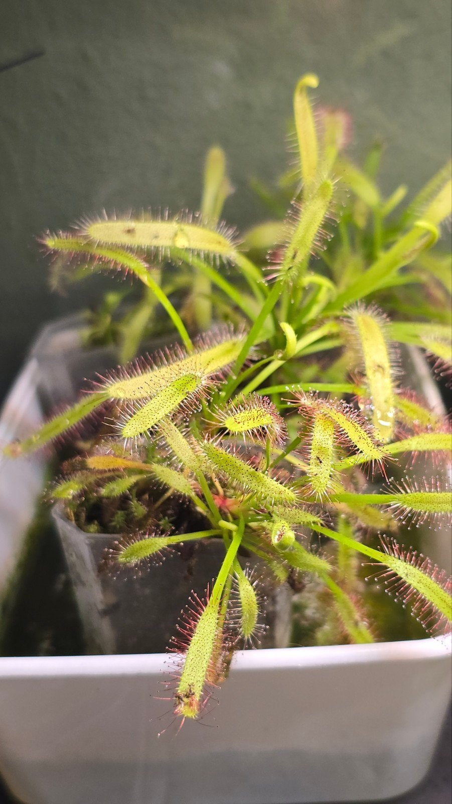 Drosera capensis - Kaapse Zonnedauw Vleesetende Plant, Volle zon, Vaste plant, Zomer, Ophalen