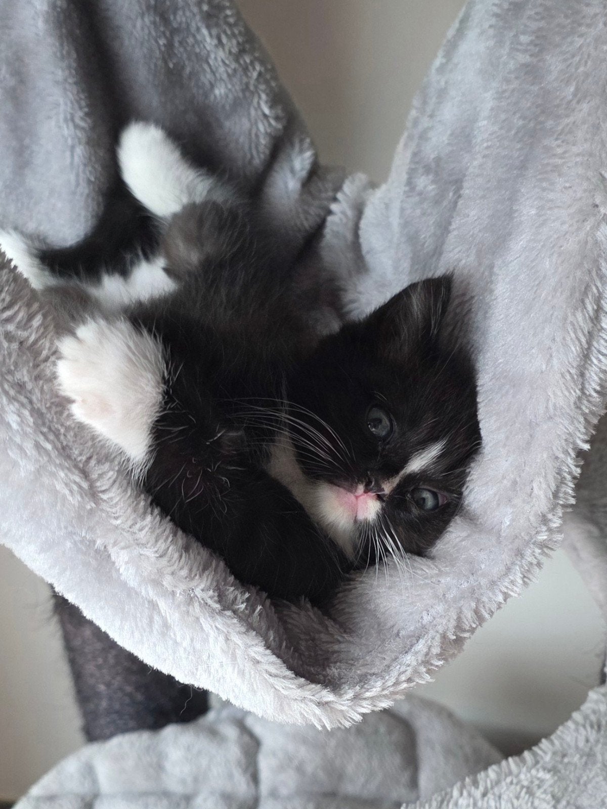 kittens te koop, Dieren en Toebehoren, Katten en Kittens | Overige Katten, Poes
