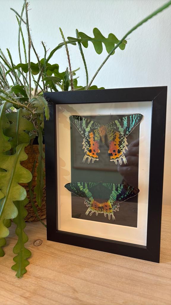 2 Prachtige ingelijste vlinders, Madagascar Sunset Moth, Minder dan 50 cm, Oorspronkelijke maker, Overige typen, Nieuw