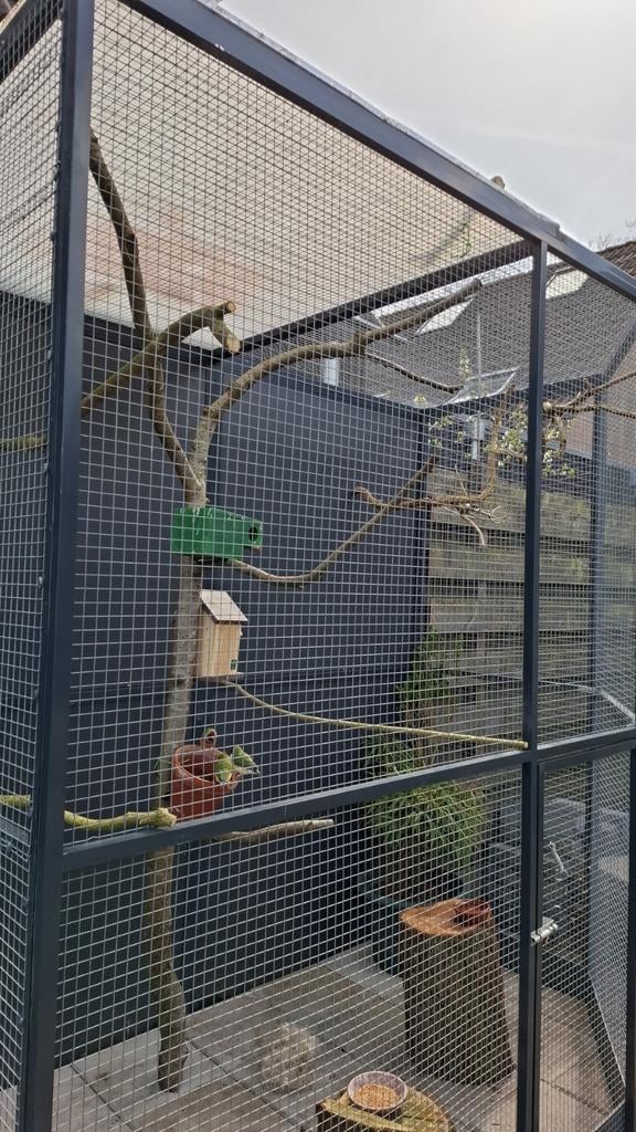 Zebravink, Meerdere dieren, Parkiet