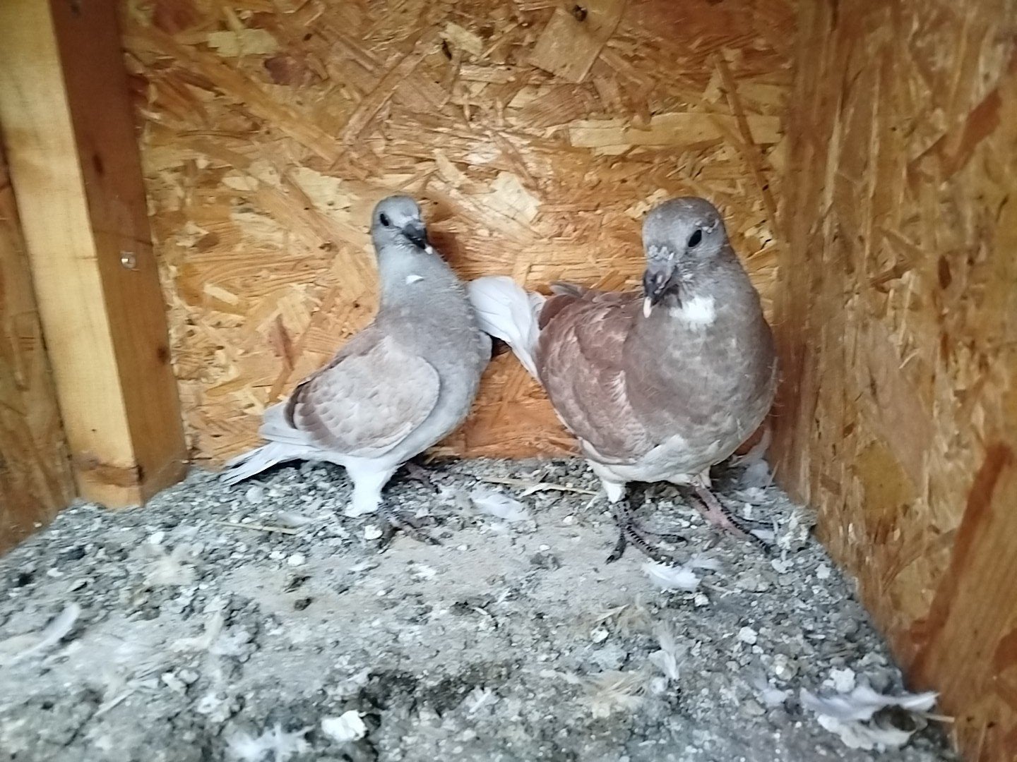 jonge postduiven rood getekend, Dieren en Toebehoren, Geslacht onbekend, Postduif