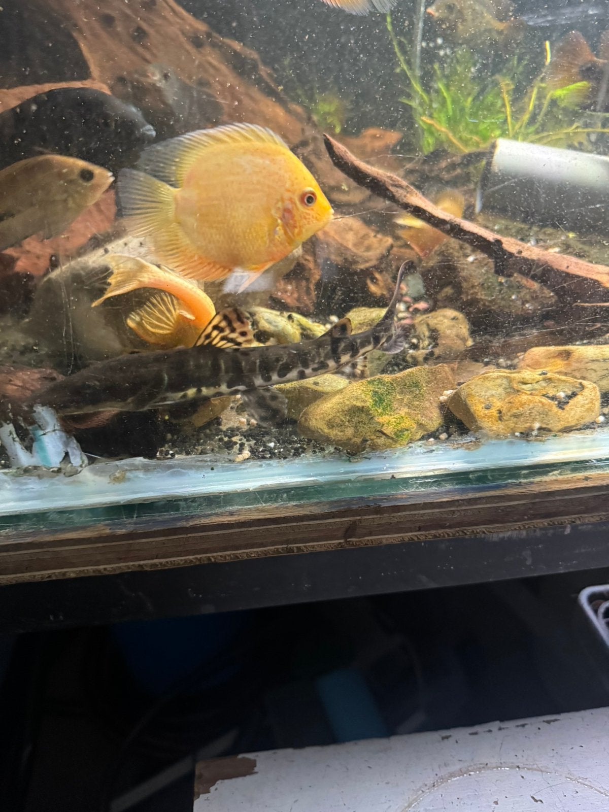 Jonge tigershovelnose, Vis