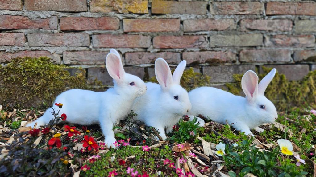 Duitse reus, wit blauwoog (sable/ marter), voedsters, Dieren en Toebehoren, Konijnen, Meerdere dieren, Groot