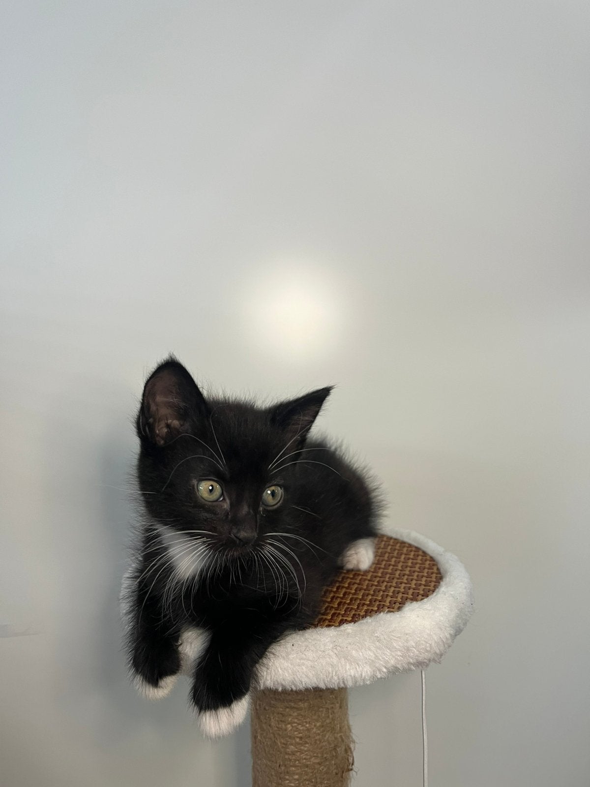 Kittens zoeken nieuw thuis | katertjes, Kater, 0 tot 2 jaar