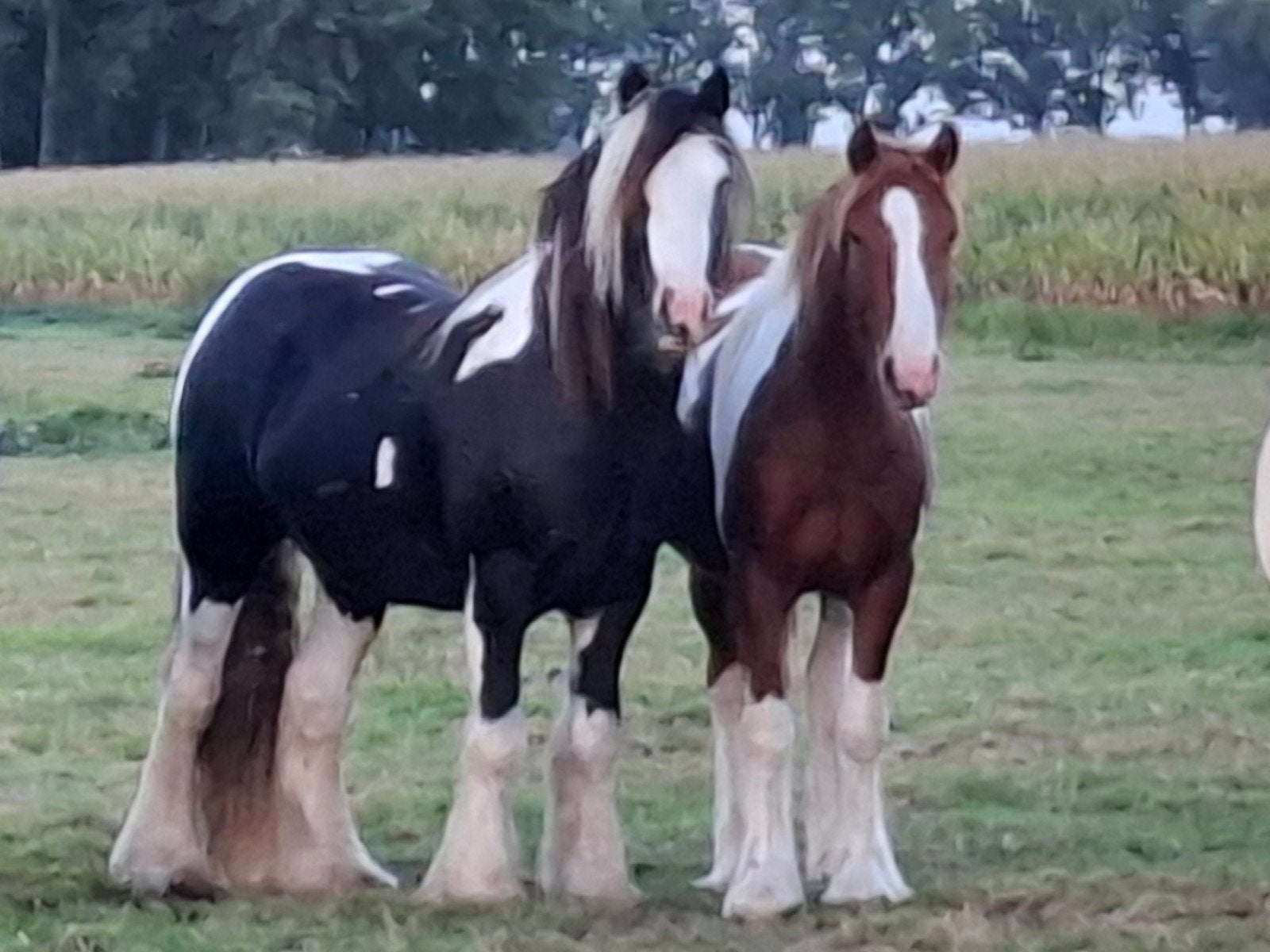 Knappe zwartbonte 2,5-jarige tinkerhengst, Met stamboom, 0 tot 2 jaar, Hengst, Onbeleerd