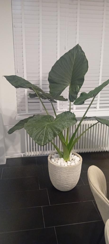 Mooie grote plant van 1.80m met bijpassende vaas, Huis en Inrichting, Kamerplanten, Overige soorten, In pot, 150 tot 200 cm, Groene kamerplant