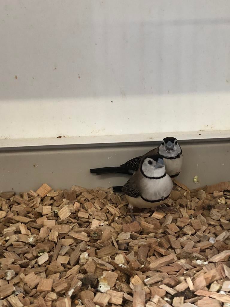 Bichenowastrilde, Dieren en Toebehoren, Meerdere dieren