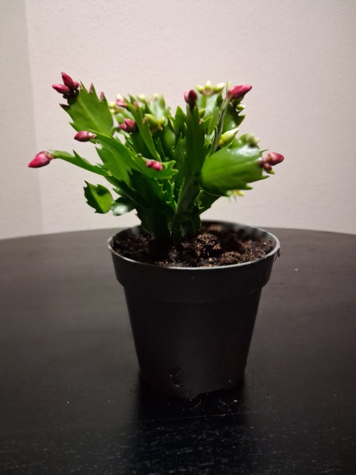 (Schlumbergera) - Bloeiende kamerplant, Ophalen, Halfschaduw, Minder dan 100 cm