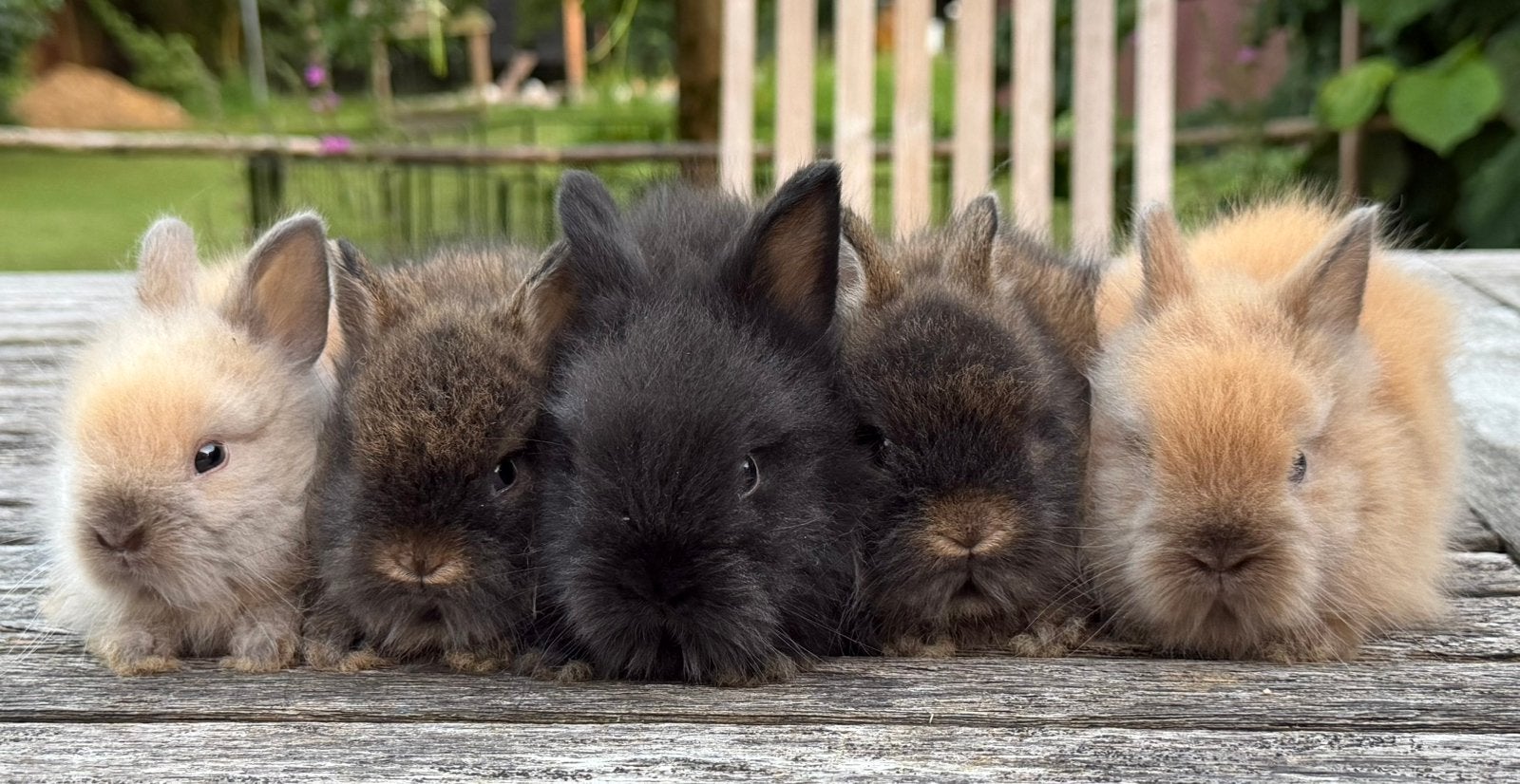 Super knappe teddy dwerg konijntjes, Meerdere dieren, Dwerg, 0 tot 2 jaar