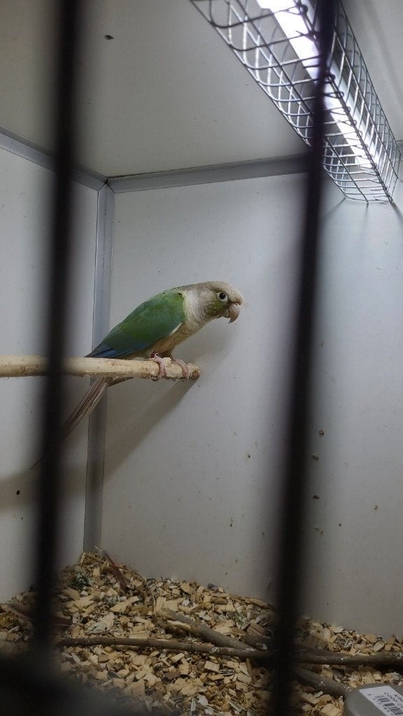 1-1 Pyrrhura's Man PineApple pop Molinae hebben nu 4 jongen., Dieren en Toebehoren, Meerdere dieren, Parkiet, Geringd