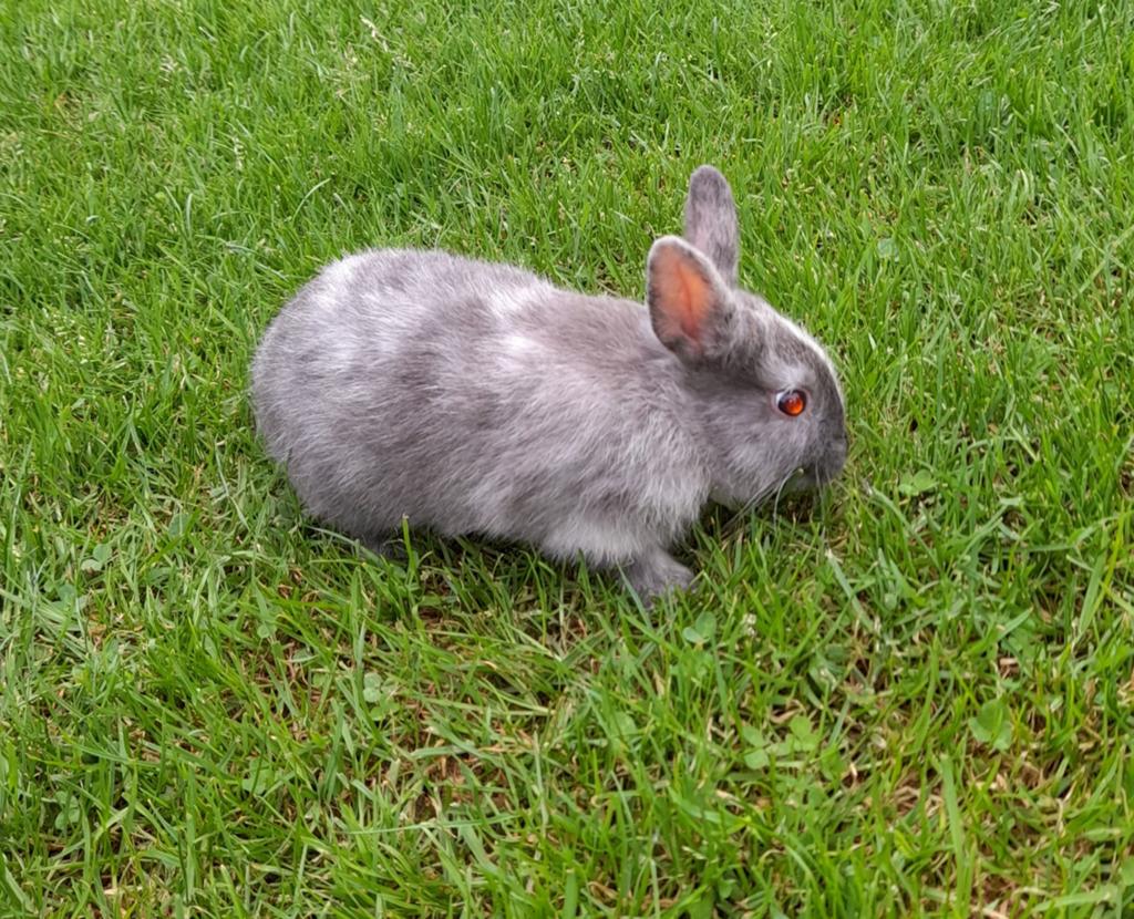 2 fluffy dwergkonijntjes ( rammetjes), Dieren en Toebehoren, Mannelijk, Dwerg, 0 tot 2 jaar