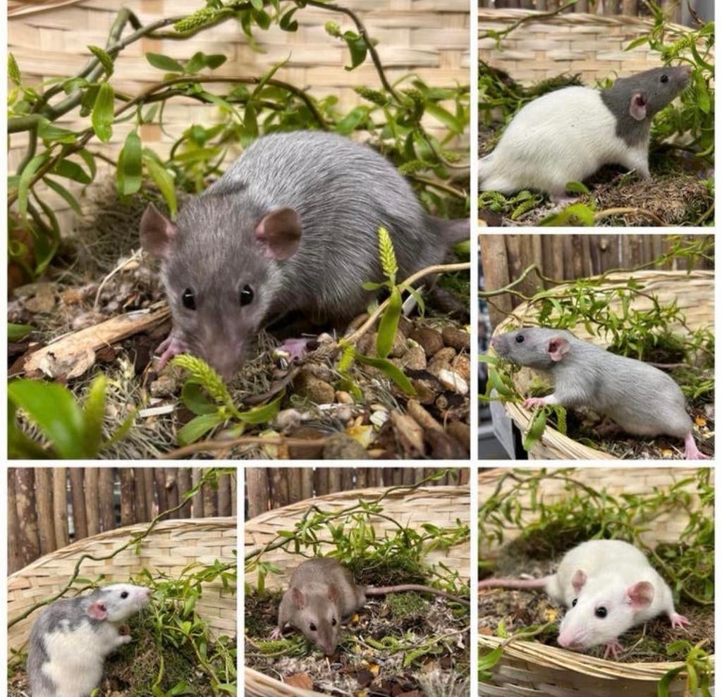 Jonge sociale, tamme ratten ( man , dumbo, van de fokker), Dieren en Toebehoren, Knaagdieren, Rat, Februari, Mannelijk, Tam