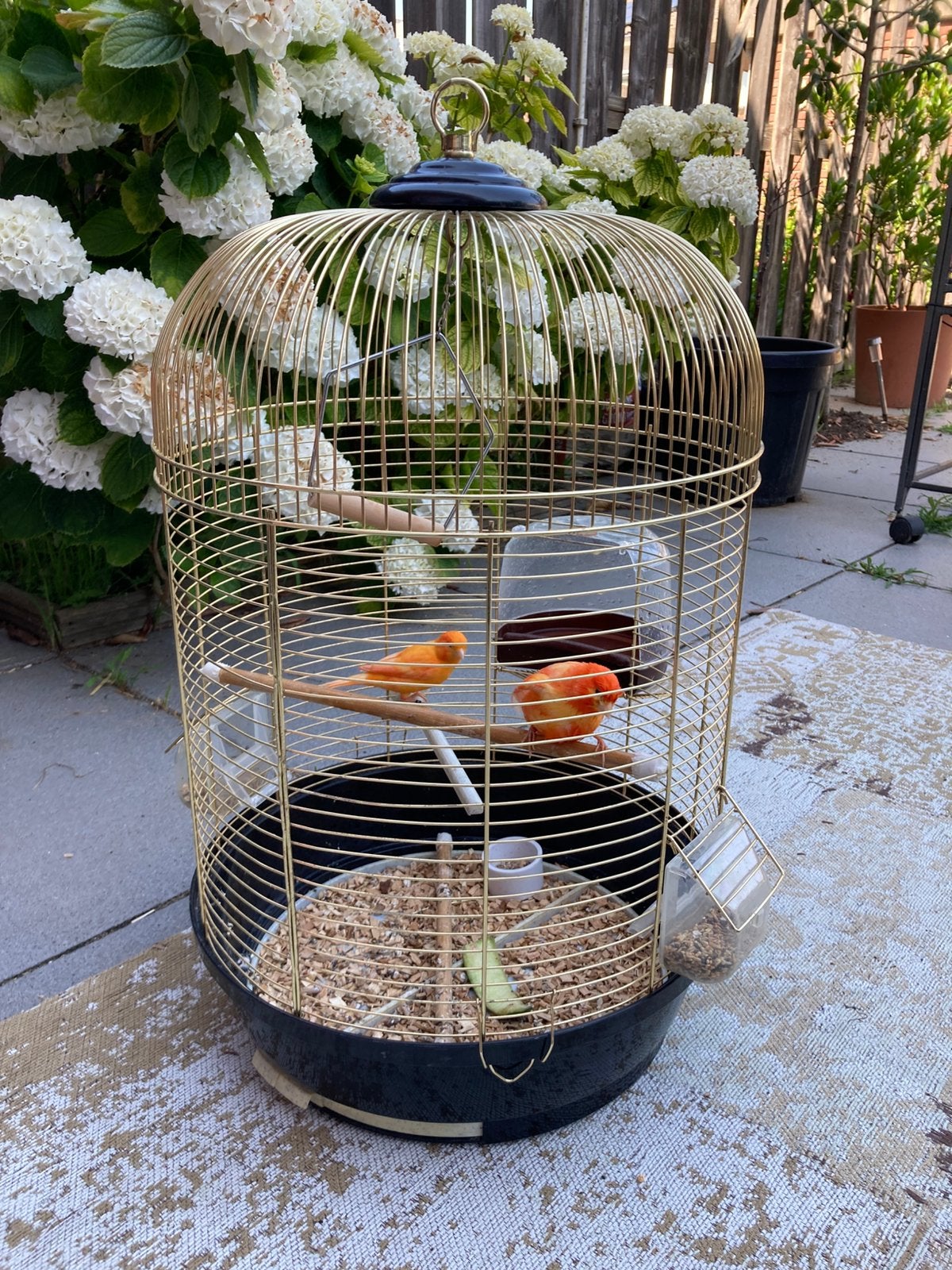 Echtpaar oranje kanaries, Ophalen of Verzenden, Zo goed als nieuw, Hout, Vogelkooi