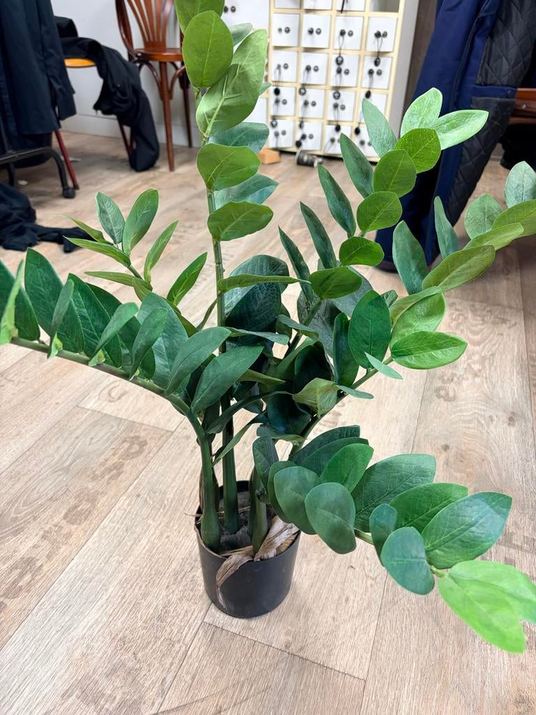 Zamioculcas Zamiifolia - Groene nepplanten in Pot, Huis en Inrichting, Kamerplanten, Ophalen, Overige soorten, Halfschaduw, In pot