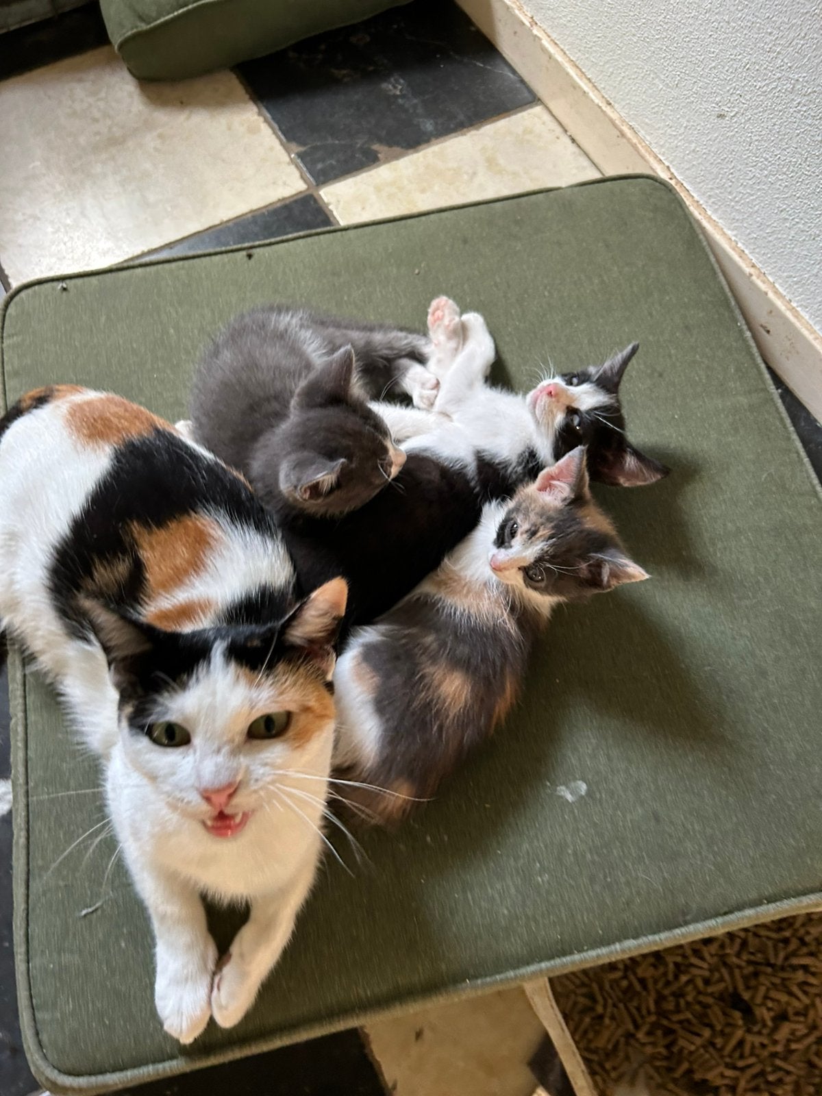 Lieve boerderij kittens te koop, Dieren en Toebehoren, Katten en Kittens | Overige Katten, Meerdere dieren, Kortharig, 0 tot 2 jaar