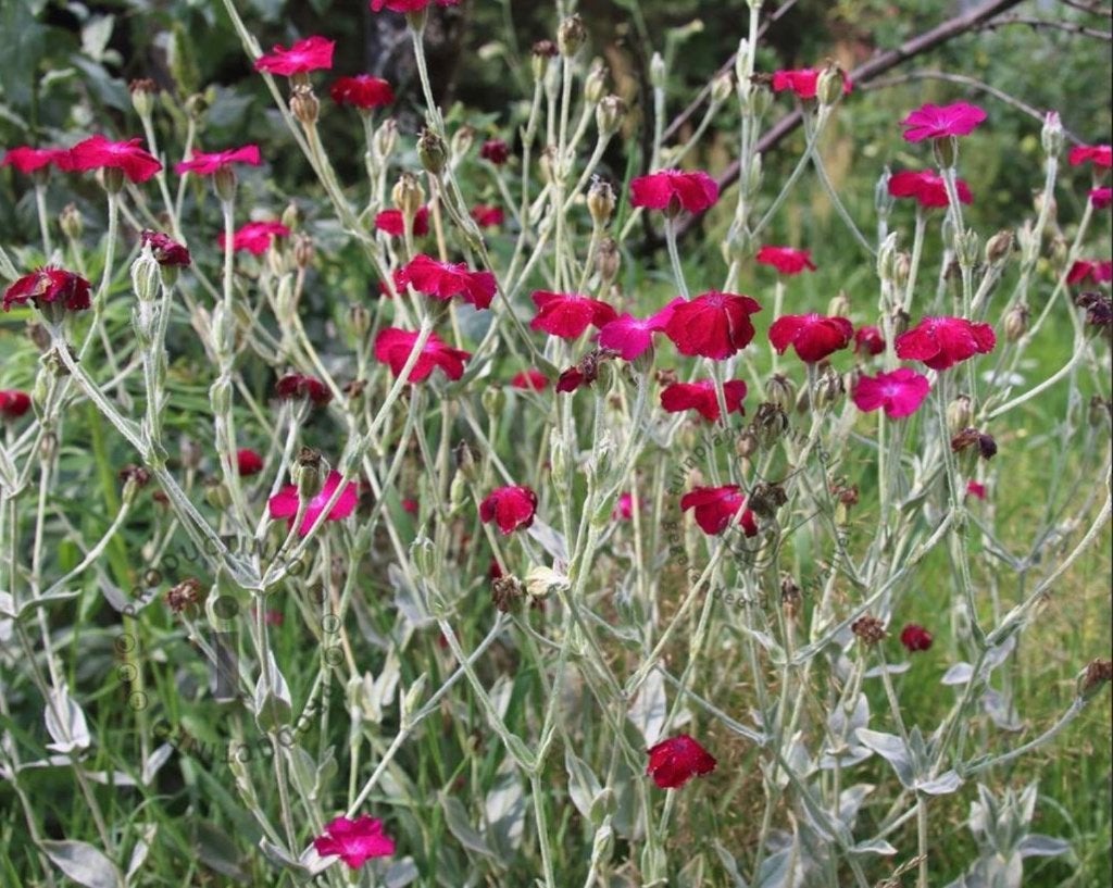 Zaad van Lychnis coronaria Prikneus, Ophalen of Verzenden, Gehele jaar, Volle zon, Zaad