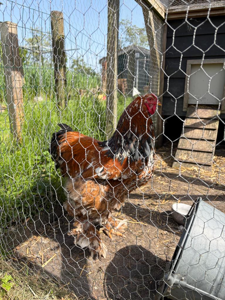 Brahma haan gratis, Dieren en Toebehoren, Pluimvee, Mannelijk, Kip
