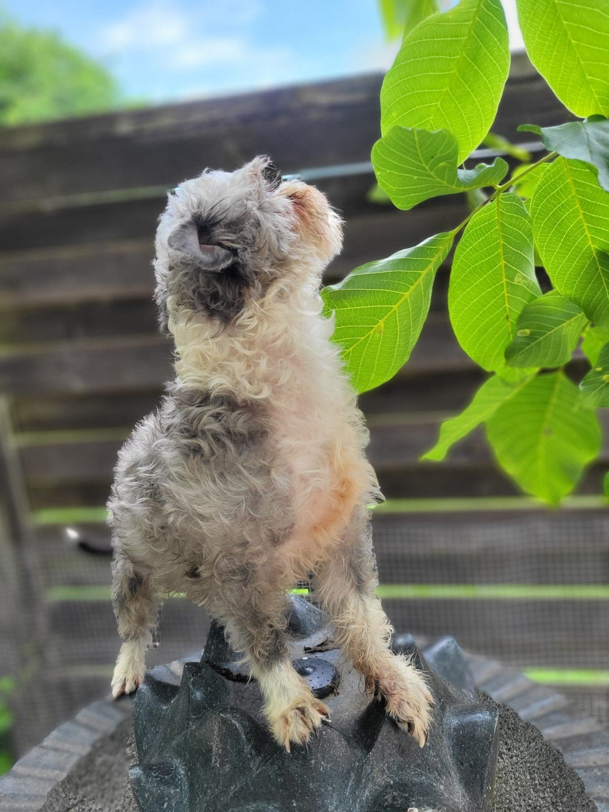 Maltipoo teefje van 3 jaar, Dieren en Toebehoren, Honden | Chihuahua's en Gezelschapshonden, Poedel, Teef, Parvo, Eén hond