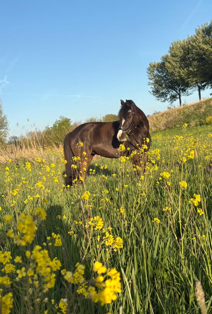 Super knappe en lieve 6 jarige C pony, Dieren en Toebehoren, Pony's, Merrie, 3 tot 6 jaar