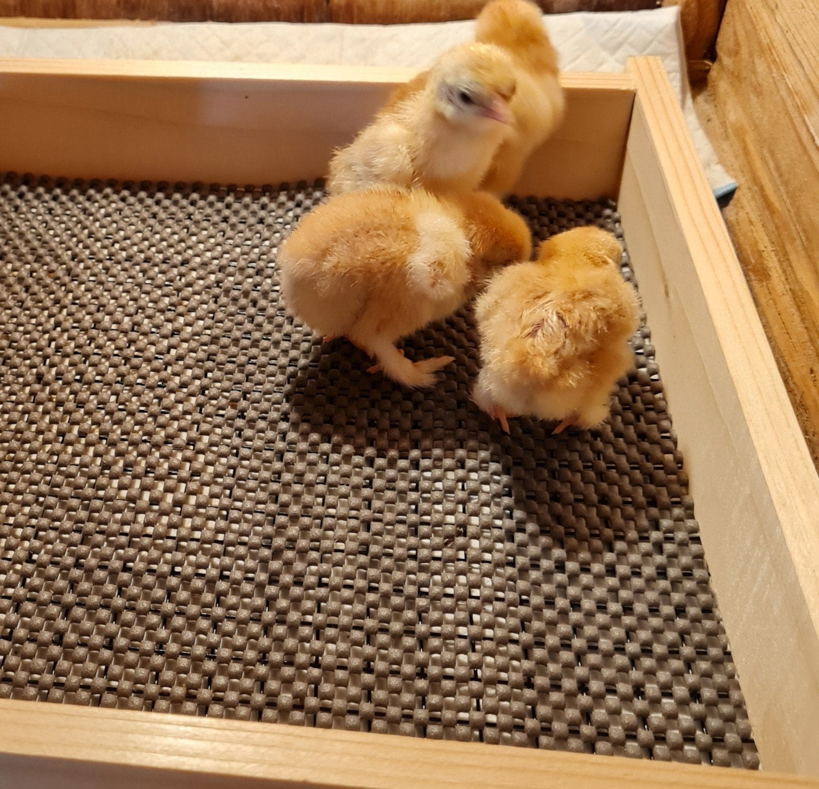mooie rood gepareld cochin kuikens, Meerdere dieren, Kip