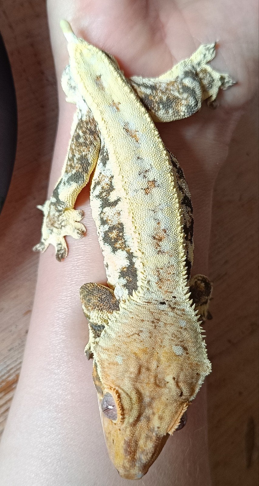 Wimpergekko man Lilly White