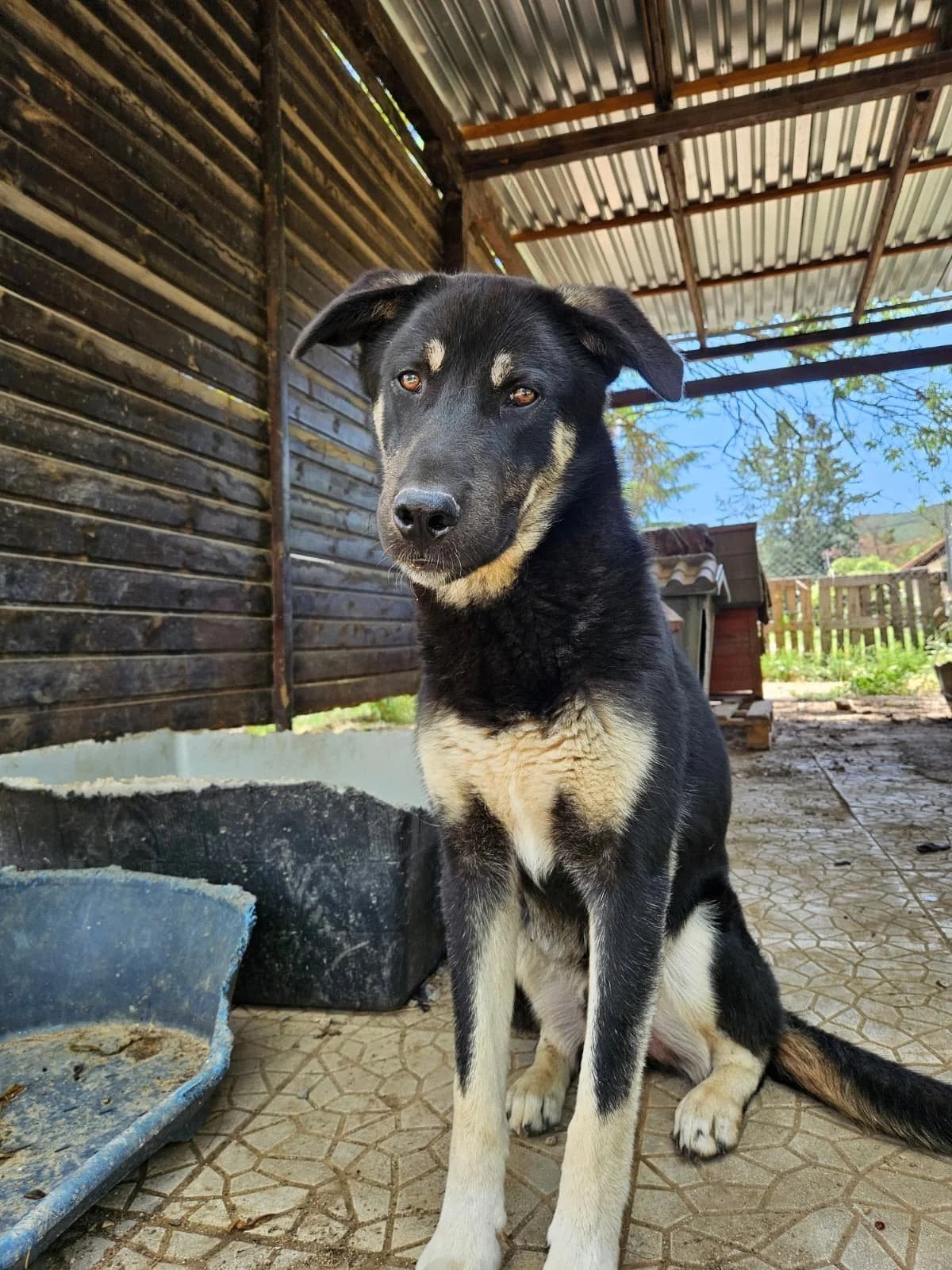 Sparky – van angst naar een leven vol liefde, Particulier, 15 weken tot 1 jaar, Reu, Buitenland