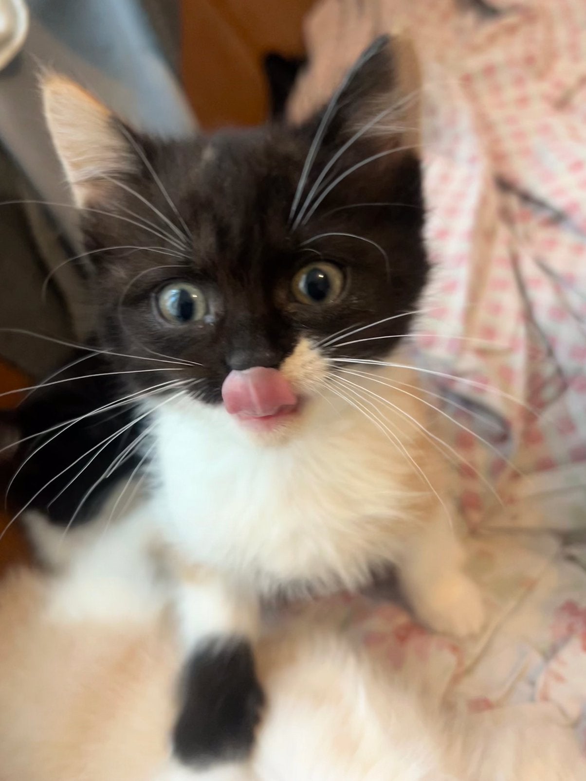 Kittens, Dieren en Toebehoren, Meerdere dieren