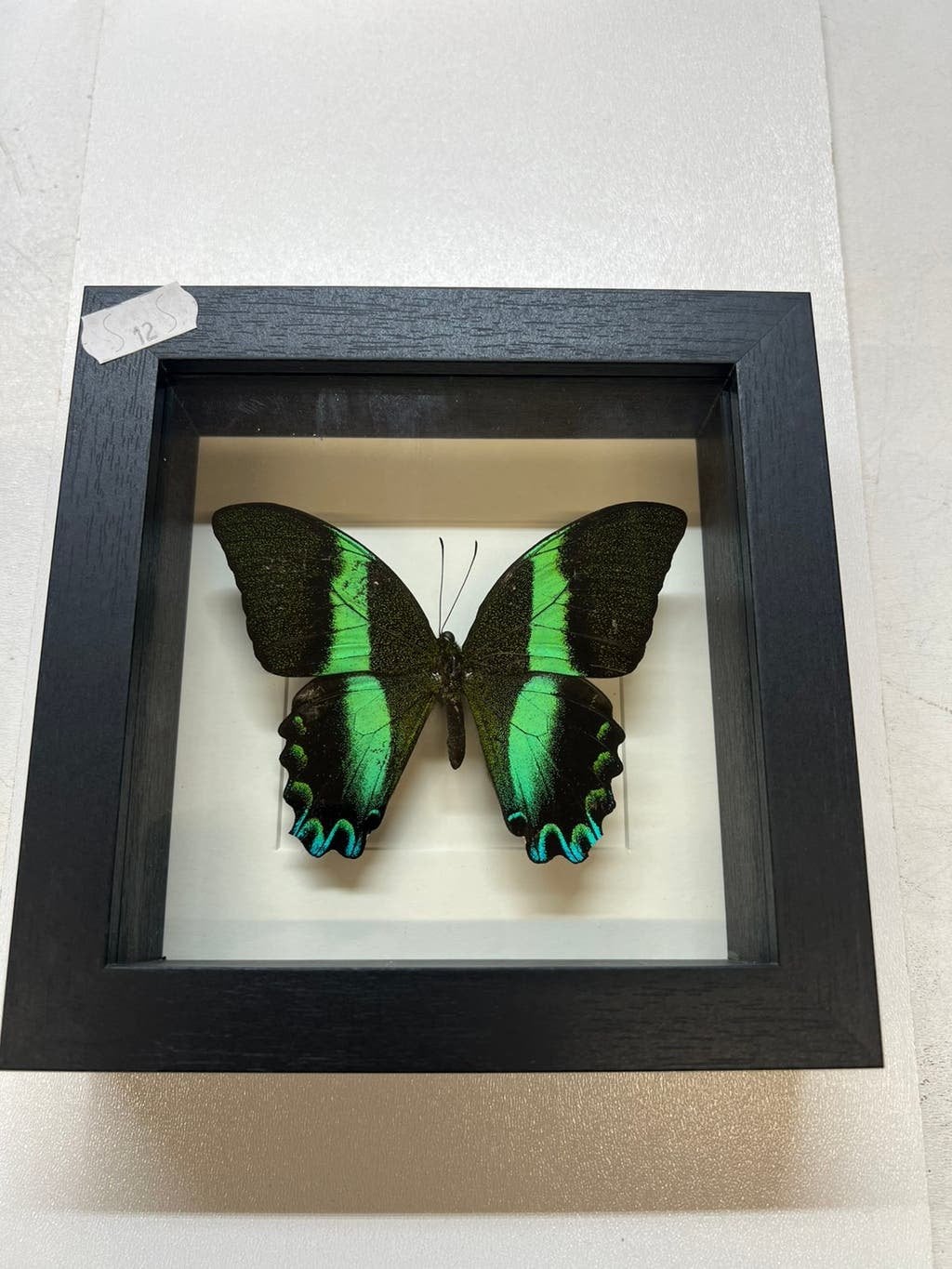 Vlinder met kleine oneffenheden, mankementen in nieuwe lijst, Ophalen of Verzenden, Nieuw, Insect, Opgezet dier