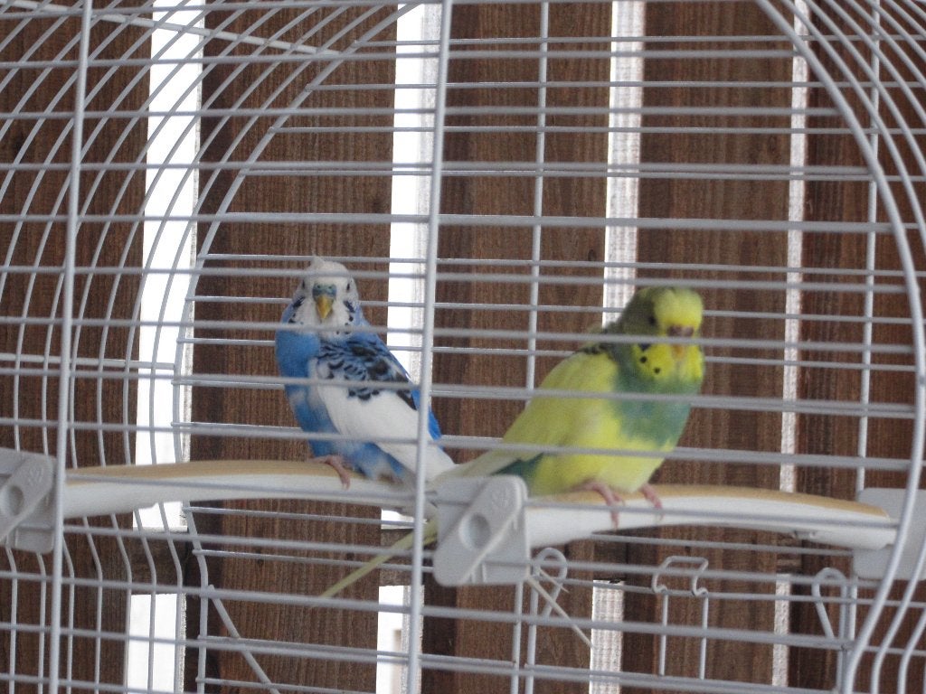 parkieten, Dieren en Toebehoren, Vogels | Parkieten en Papegaaien, Meerdere dieren, Parkiet, Geringd
