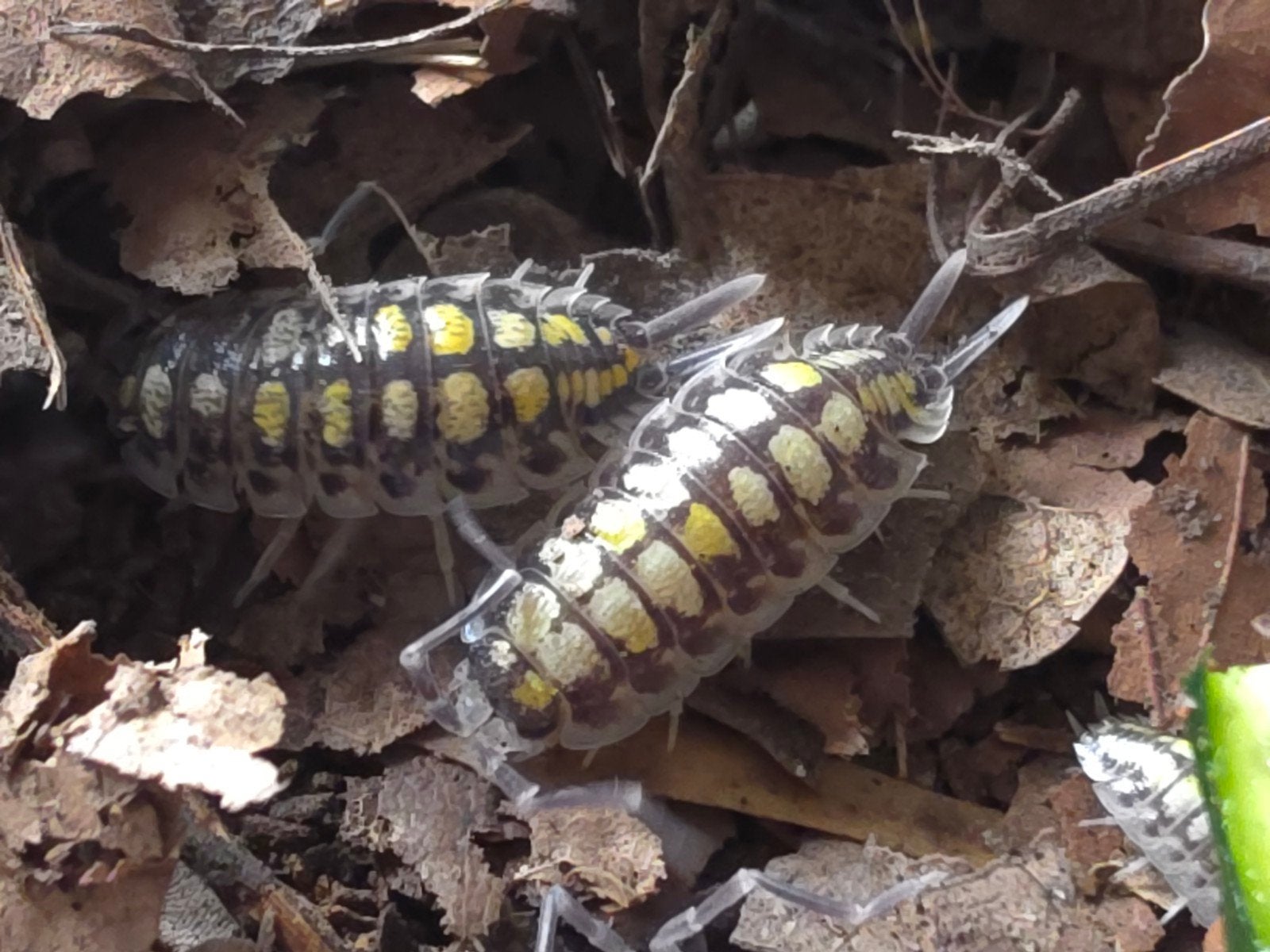 Porcellio haasi 'Bicolor/Palette', Overige soorten