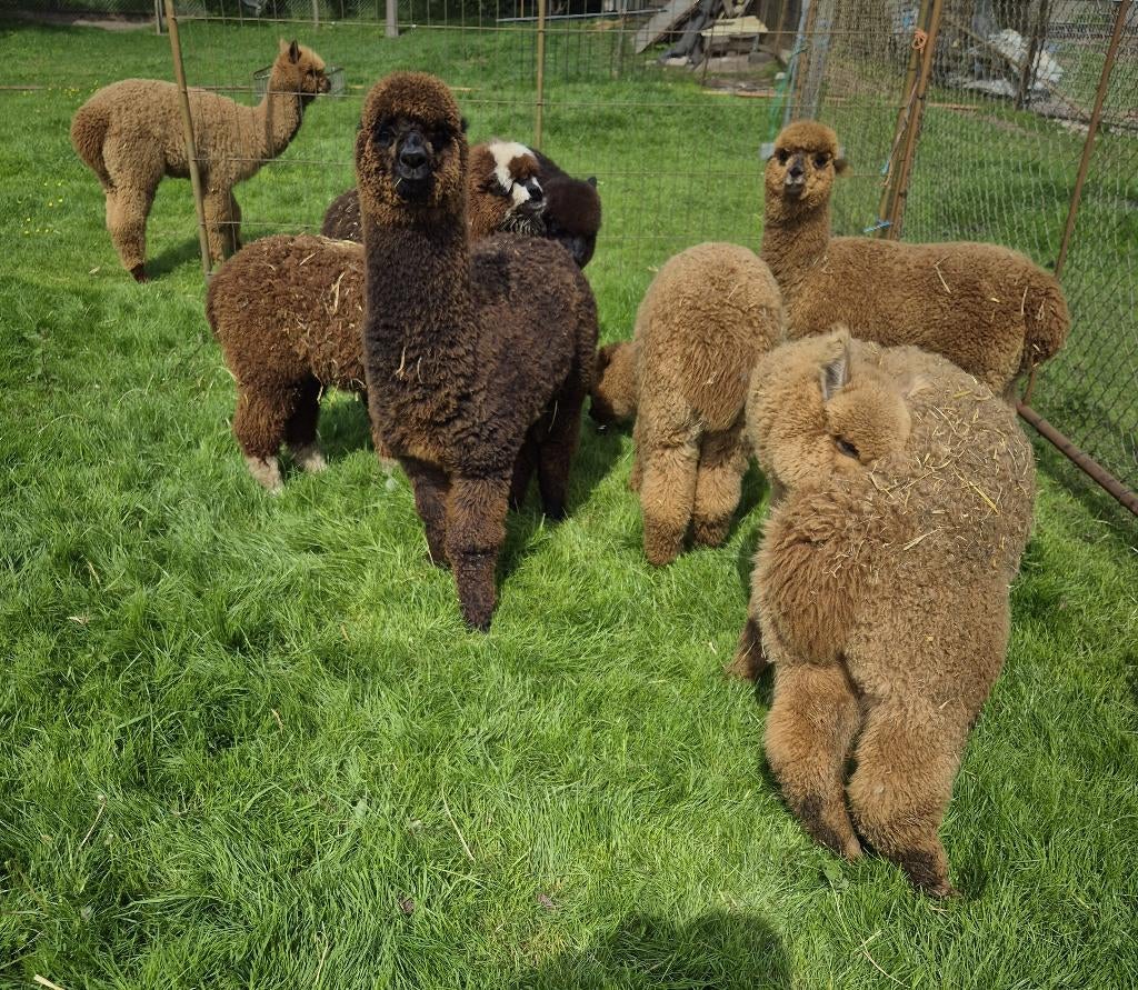 Alpaca veulen van 2025 te koop, Dieren en Toebehoren, Overige Dieren, Juli, Meerdere dieren