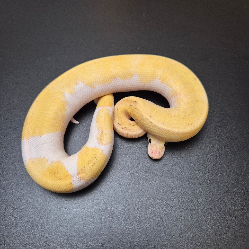 pastel disco inferno clown p. regius, Dieren en Toebehoren, Slang, Tam, 0 tot 2 jaar