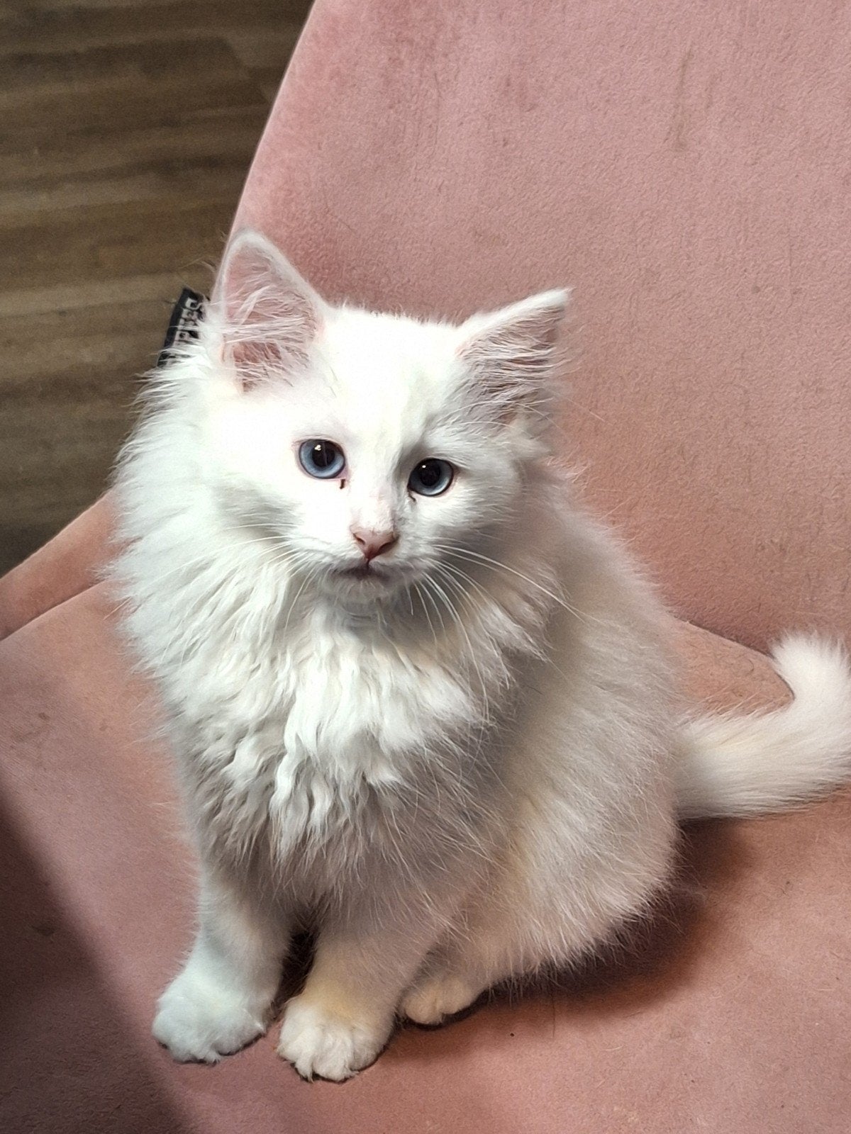 Lieve ragdoll kitten, Poes