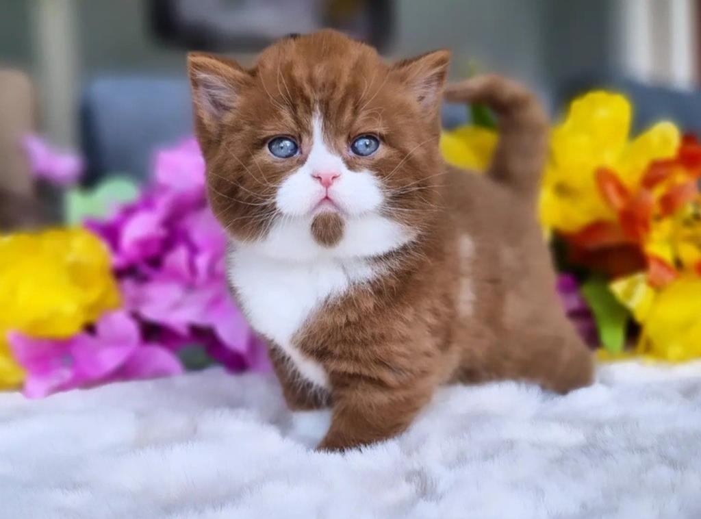 Top Quality Cinnamon Britse kitten, Dieren en Toebehoren, Kater, Met stamboom, 0 tot 2 jaar