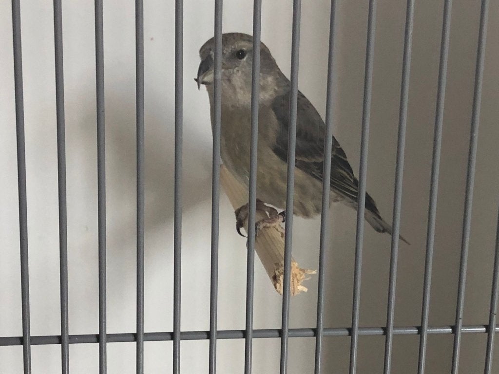 Grote kruisbek, Dieren en Toebehoren, Meerdere dieren, Wildzangvogel, Geringd