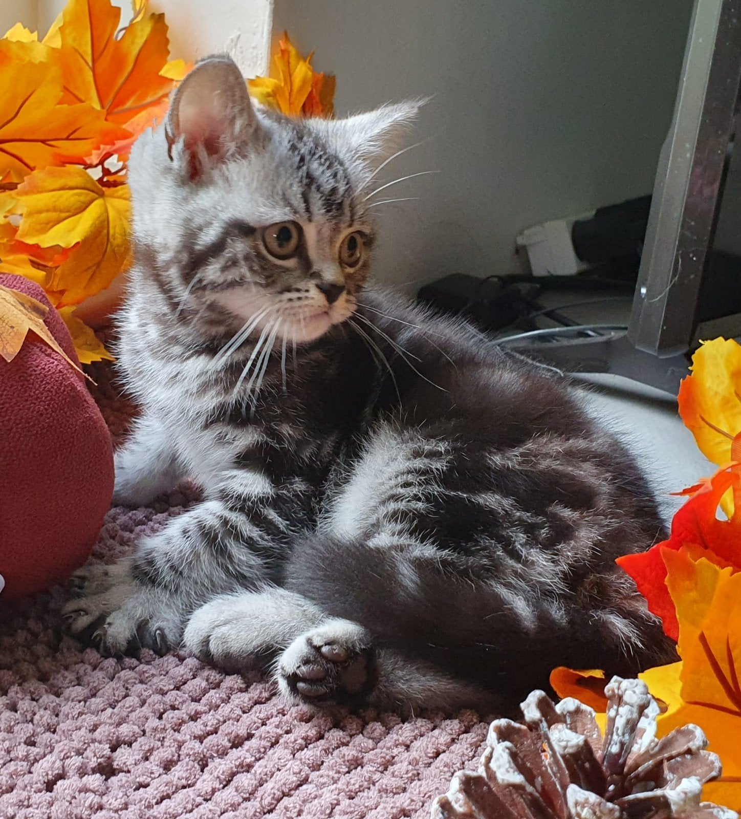 Prachtige Britse Korthaar kittens, Dieren en Toebehoren, Meerdere dieren, Ontwormd, 0 tot 2 jaar