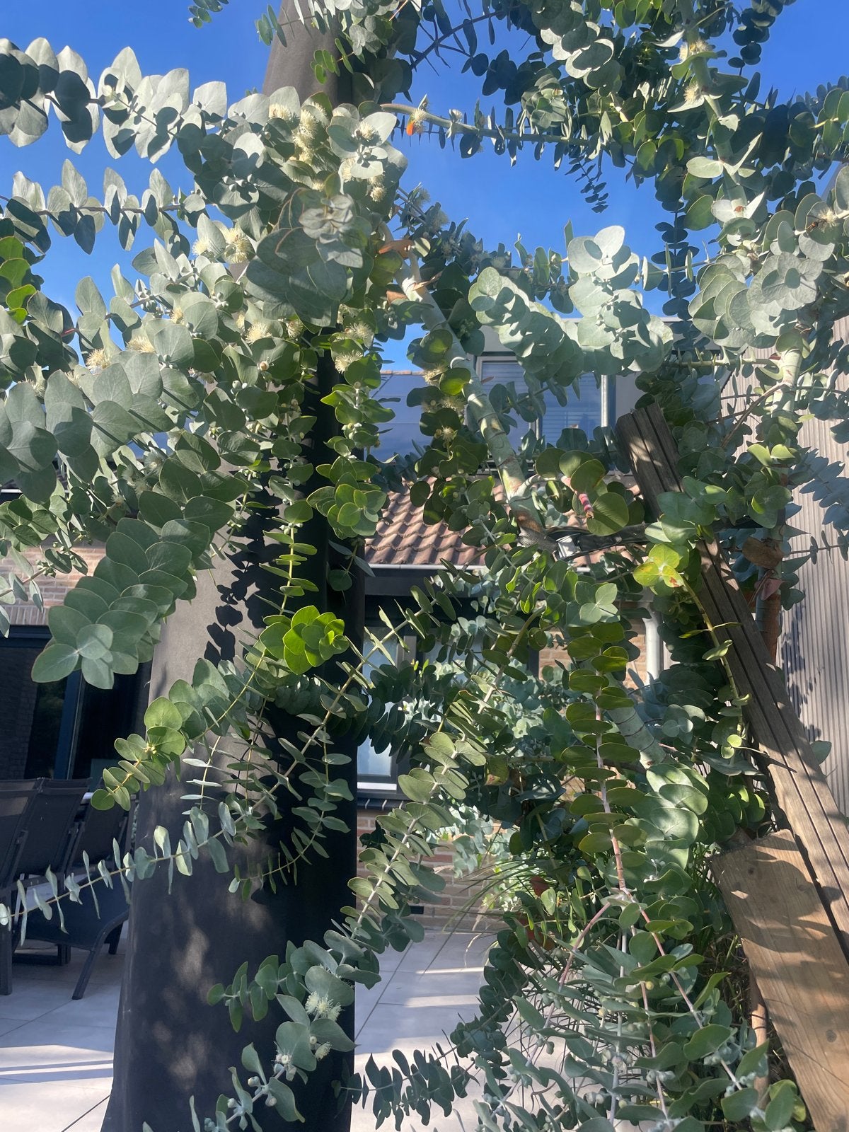 Verse Eucalyptus takken voor bloemstukken, Volle zon, Vaste plant, Bloeit niet, Ophalen