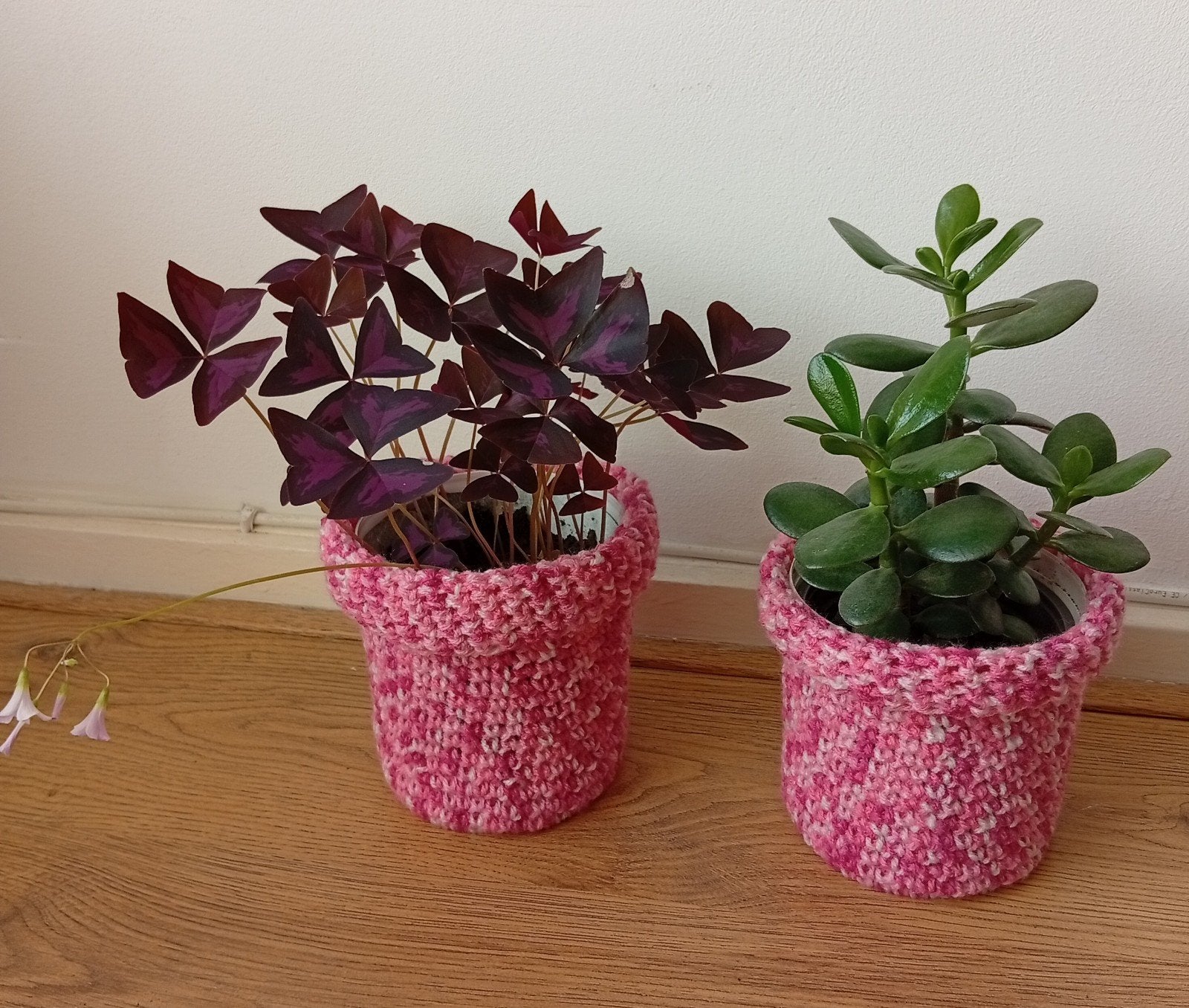 Oxalis ( vlinder  plant, geluk boom ( crassula)., Ophalen of Verzenden, Halfschaduw, Minder dan 100 cm