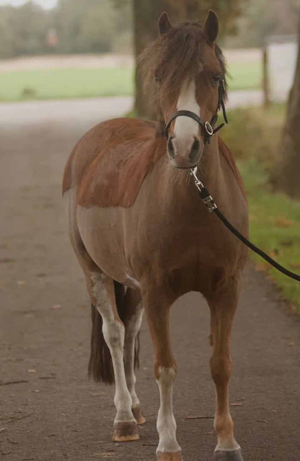 Verschillende ponys te koop, Merrie, B pony (1.17m tot 1.27m), Recreatiepony, 11 jaar of ouder