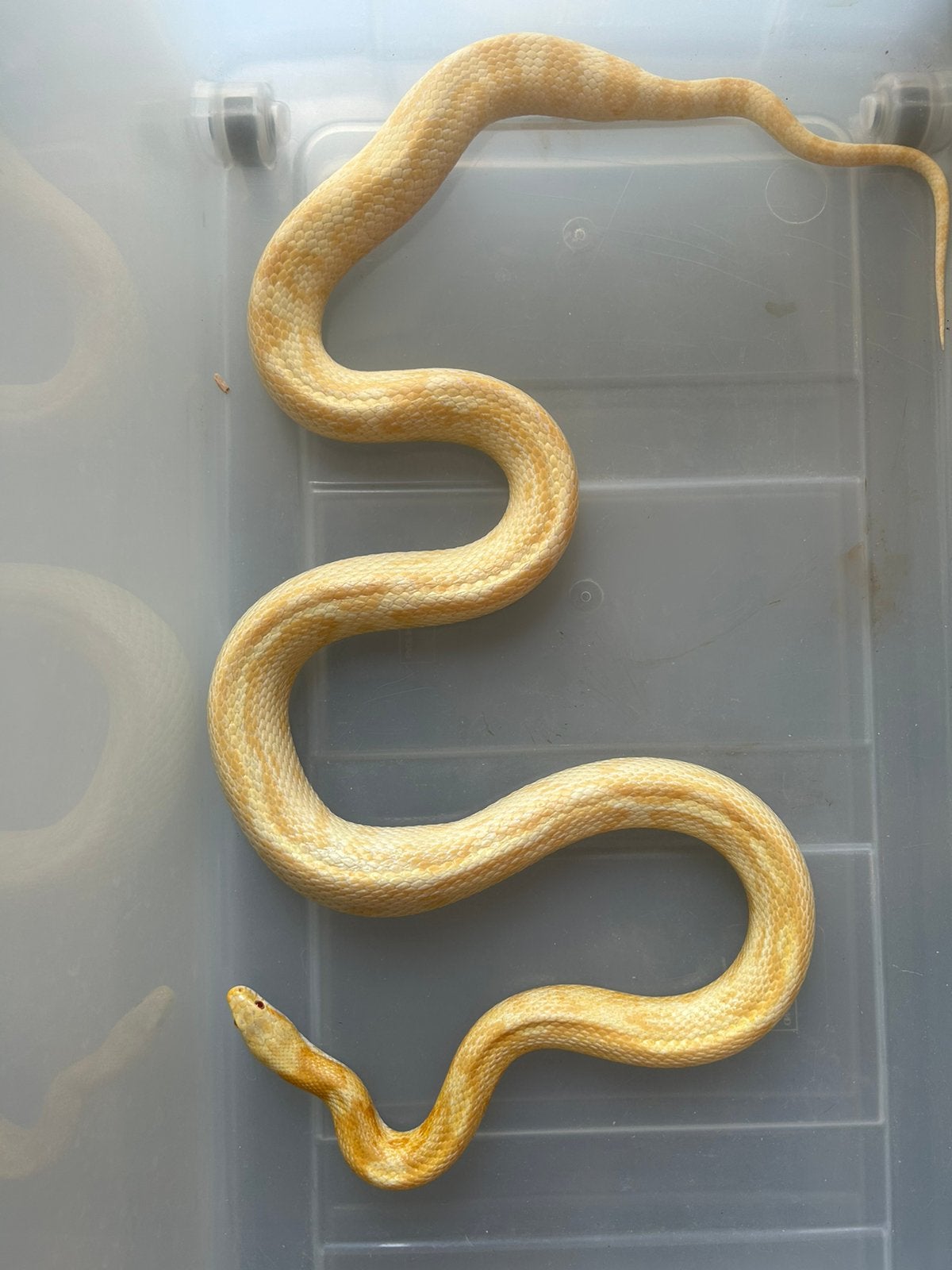 Korenslang te koop Corn Snake photo 5