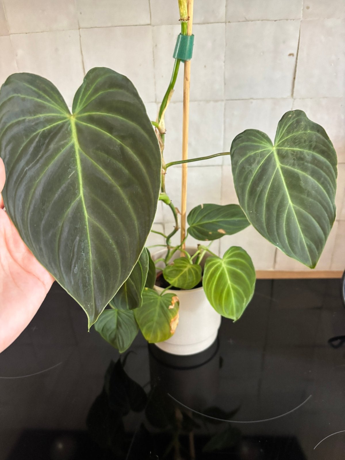 Philondendron Splendid, Huis en Inrichting, Kamerplanten, Ophalen, Halfschaduw, Minder dan 100 cm
