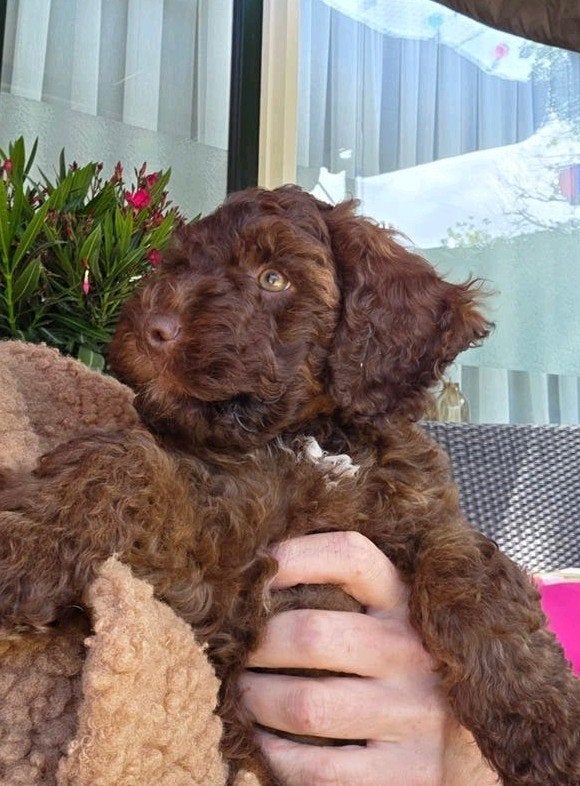 Nog 2 lieve labradoodle teefjes multigen beschikbaar, Dieren en Toebehoren, 8 tot 15 weken, Teef, Meerdere, Klein